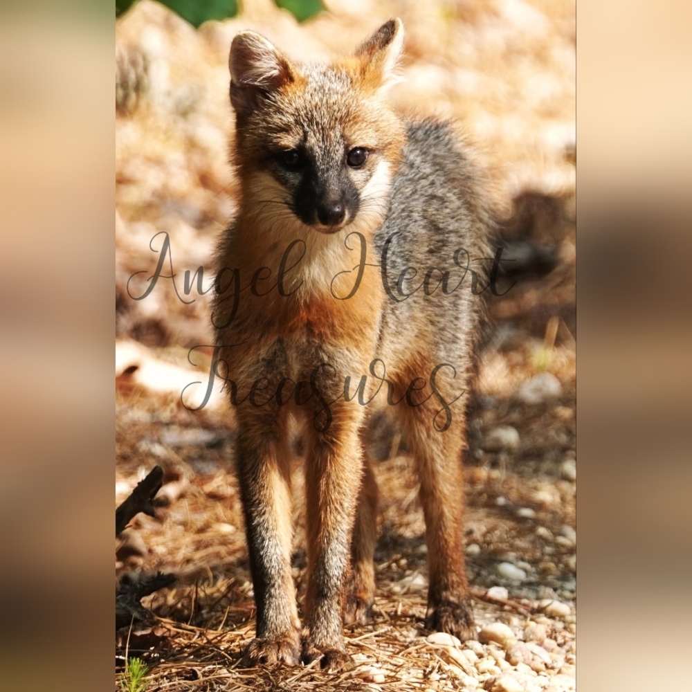 8x12 Original Nature Photography Of Curious Gray Fox Kit Photo Print